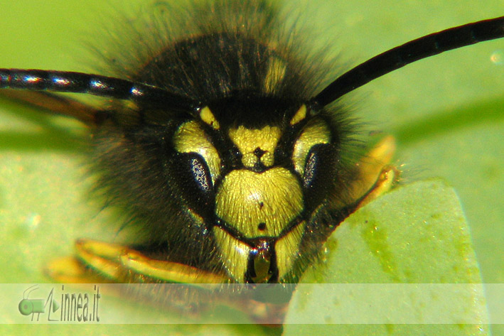 Dolichovespula sylvestris